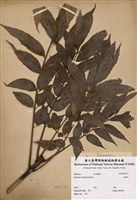 藏品(山豬肉)的圖片